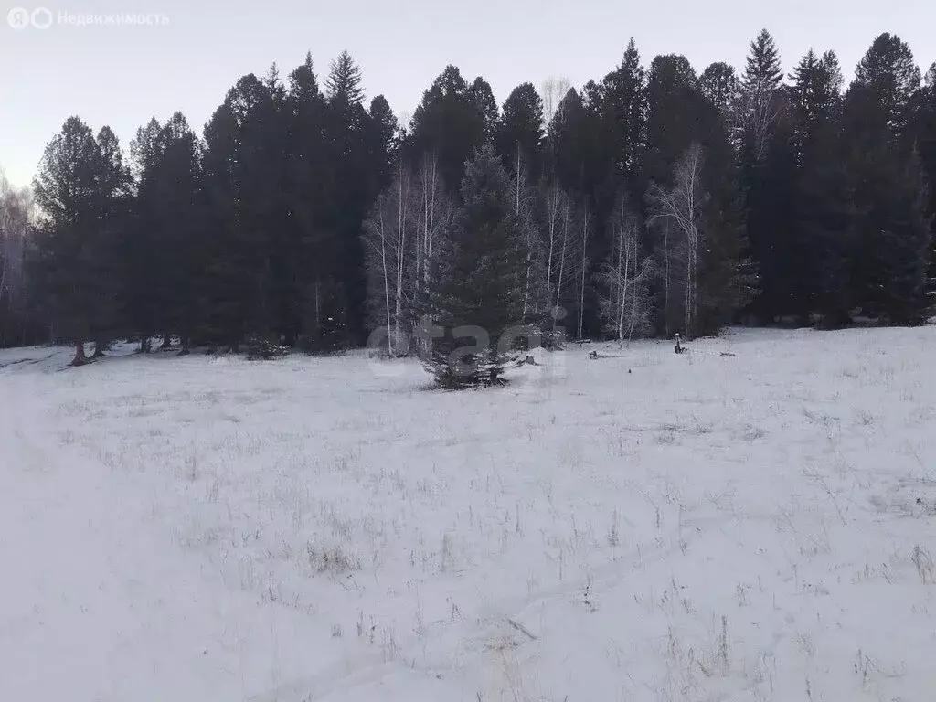 Участок в Усть-Коксинский район, посёлок Маральник-1 (200 м) - Фото 1