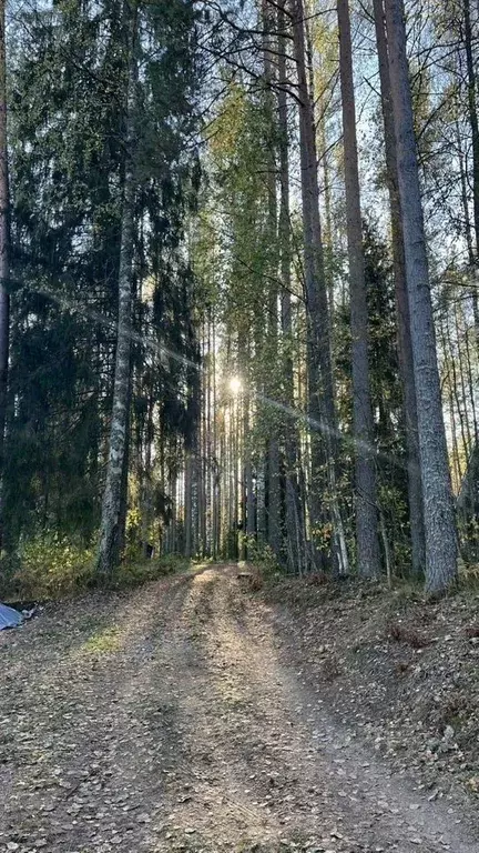 Участок в Ленинградская область, Выборгский район, Рощинское городское ... - Фото 2
