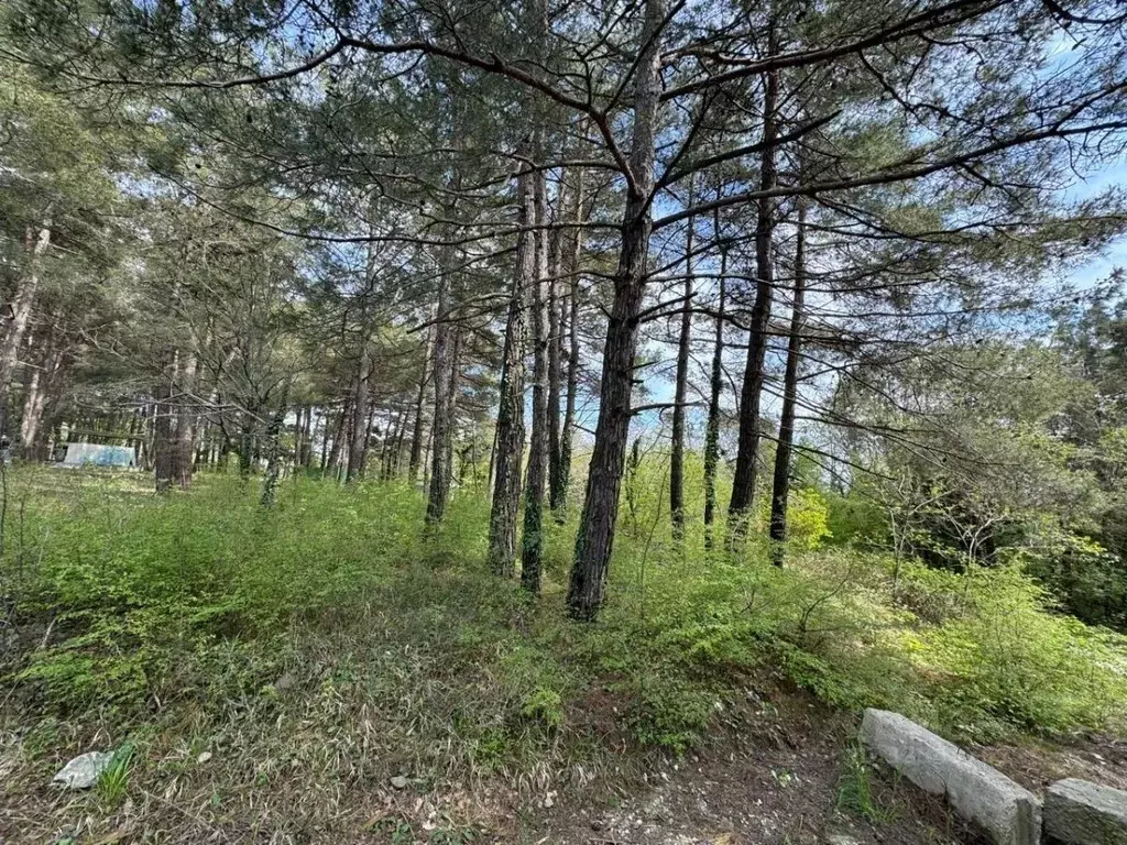 Участок в Краснодарский край, Туапсинский муниципальный округ, с. ... - Фото 2