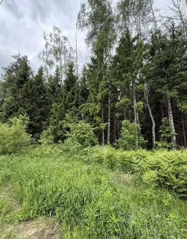 Участок в Московская область, Богородский городской округ, д. Калитино ... - Фото 1