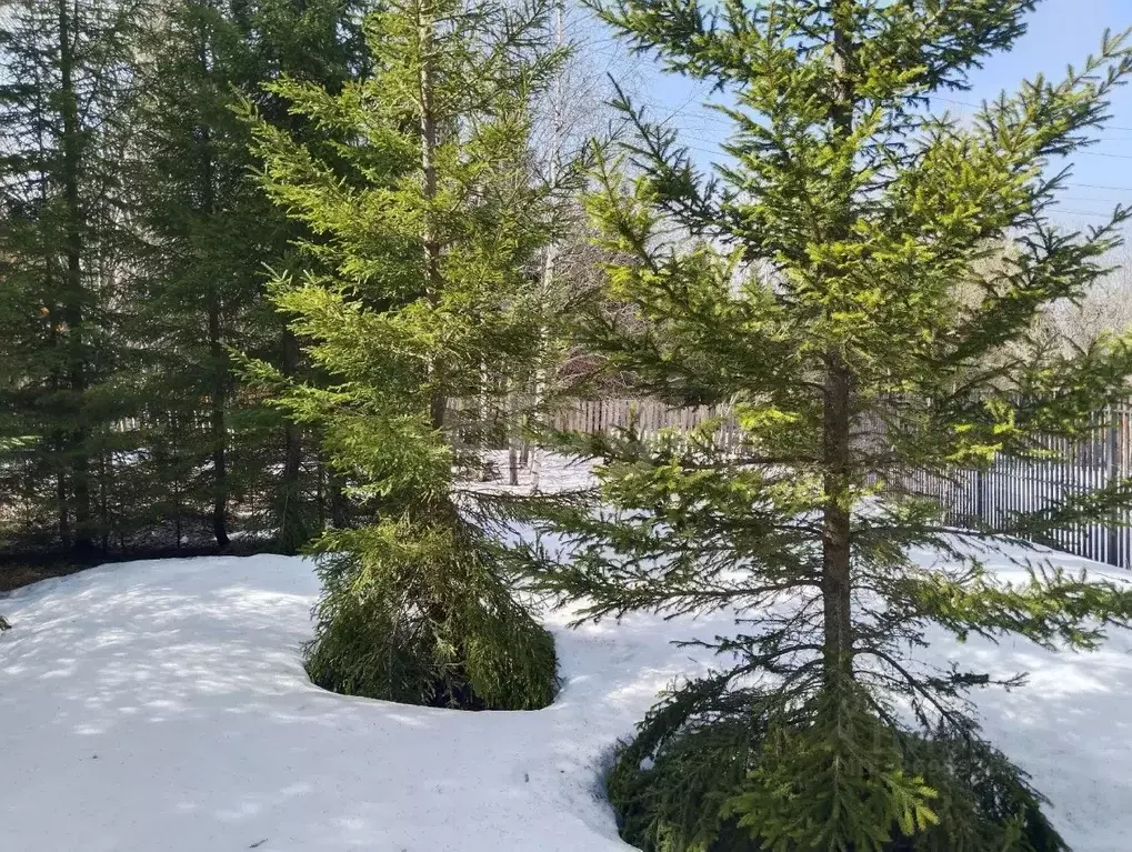 Участок в Свердловская область, Нижний Тагил муниципальный округ, пос. ... - Фото 2