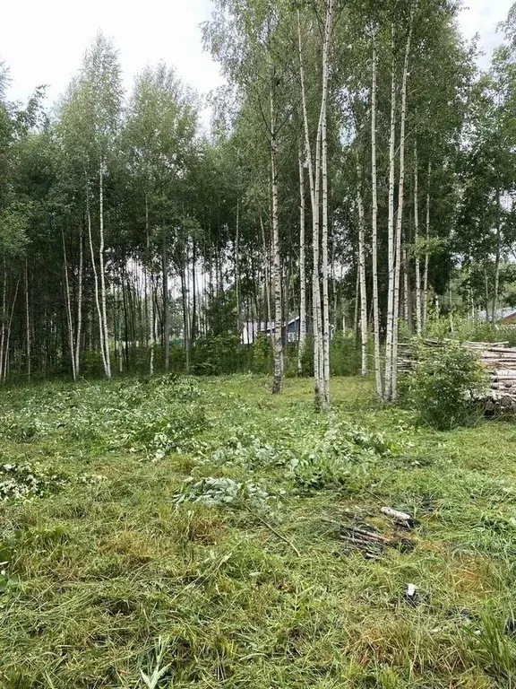 Участок в Ленинградская область, Всеволожский район, Куйвозовское ... - Фото 2