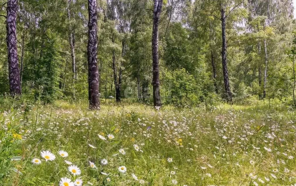 Участок в Новосибирская область, Новосибирский район, Станционный ... - Фото 0