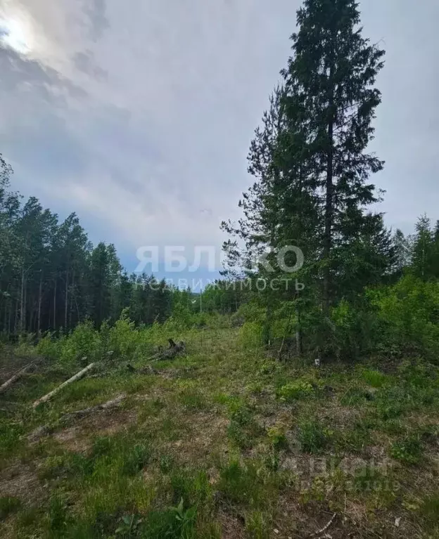 Участок в Пермский край, Березники № 99 СНТ,  (9.6 сот.) - Фото 2