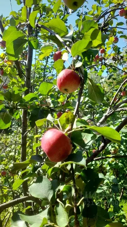 Дом в Омская область, Омск СОСН Тепличный-2 тер.,  (34 м) - Фото 0