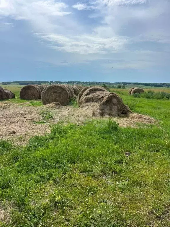 Участок в Новосибирская область, Коченевский район, д. Тропино ... - Фото 1