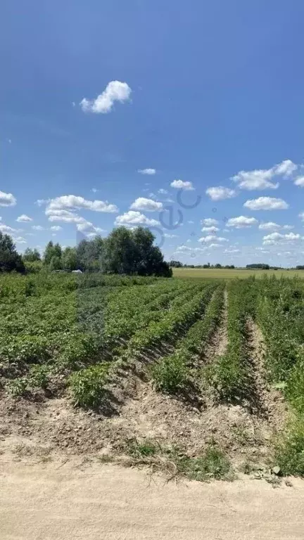 Участок в Нижегородская область, Городецкий муниципальный округ, д. ... - Фото 1