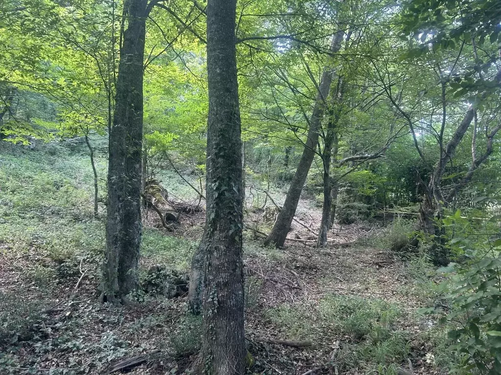 Участок в Крым, Ялта муниципальный округ, Виноградное пгт  (15.0 сот.) - Фото 1