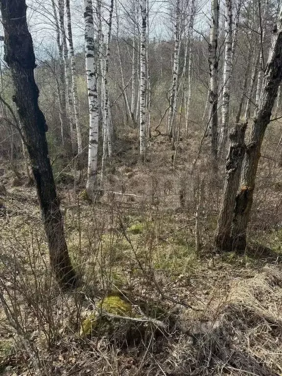 Участок в Томская область, Первомайский район, пос. Заречный  (5.0 ... - Фото 1