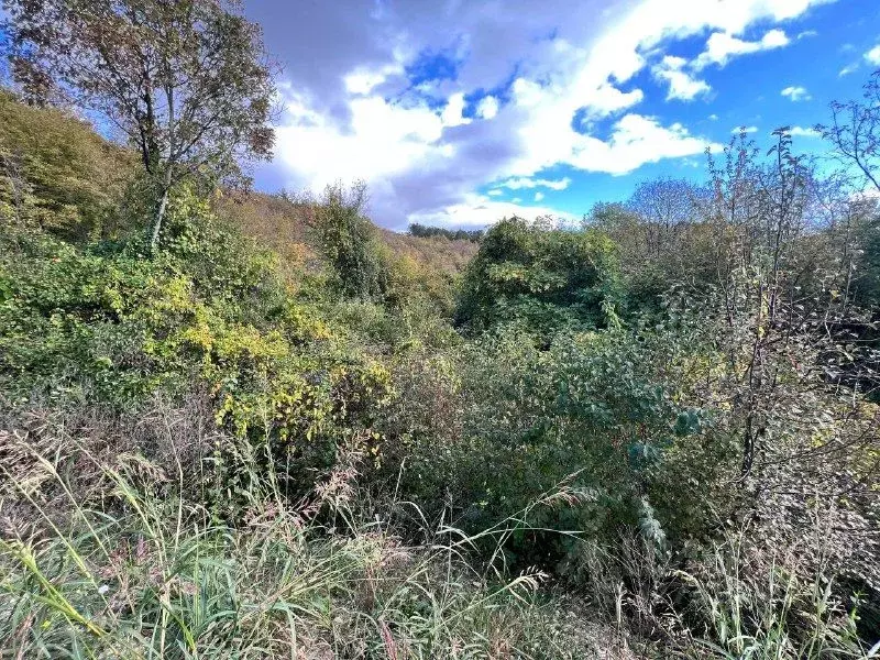 Участок в Краснодарский край, Сочи Калиновка СТ,  (5.3 сот.) - Фото 2