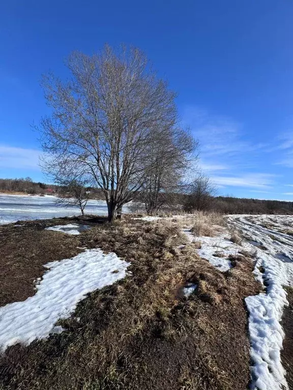 Участок в Псковская область, Палкинская волость  (12.0 сот.) - Фото 2