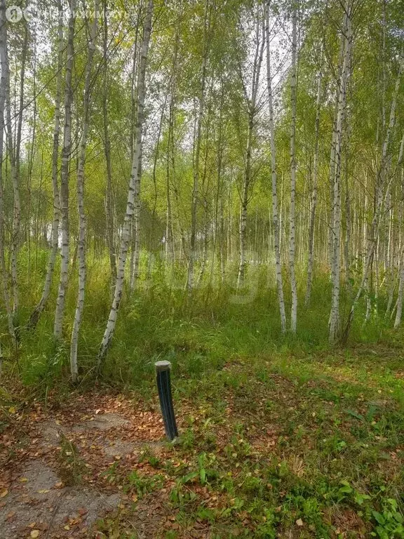 Участок в Московская область, городской округ Серпухов, КП Форест парк ... - Фото 1