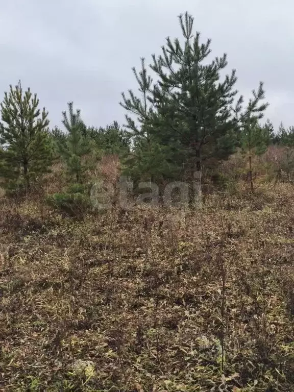 Участок в Пермский край, Пермский муниципальный округ, 3250001-1 кв-л ... - Фото 1