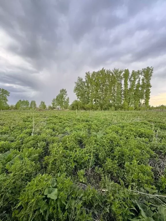 Участок в Кемеровская область, Кемеровский район, с. Елыкаево ... - Фото 1