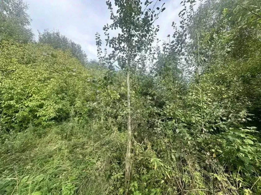 Участок в Московская область, Богородский городской округ, д. Зубцово  ... - Фото 1