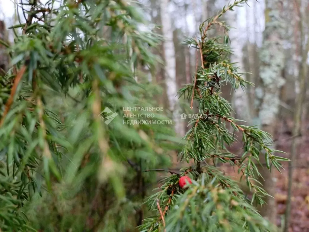 Участок в Рязанский муниципальный округ, село Алеканово (25.7 м) - Фото 1