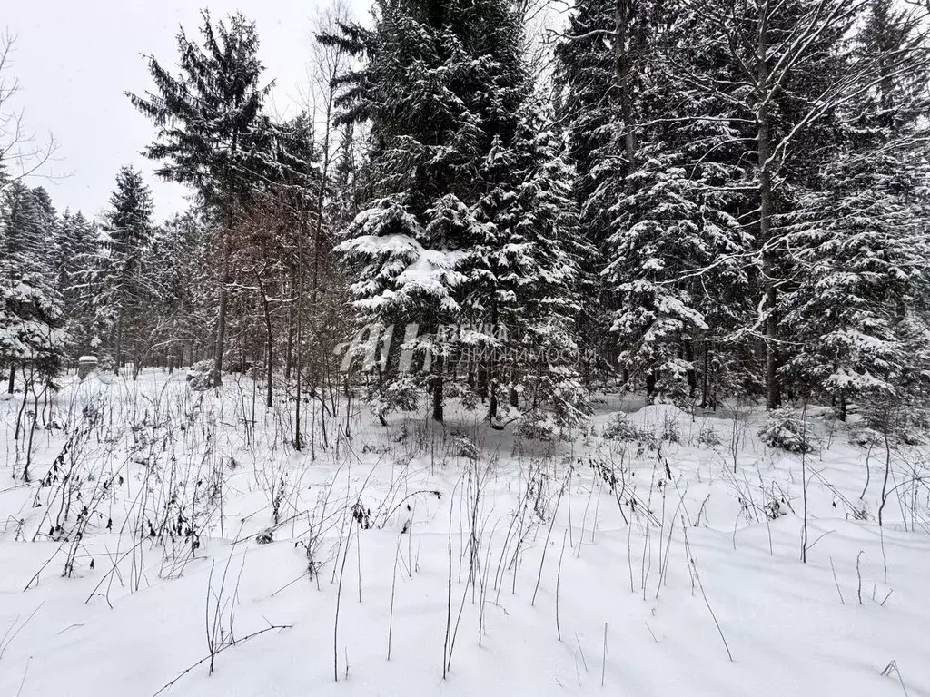 Участок в Московская область, Пушкинский городской округ, д. Могильцы, ... - Фото 0