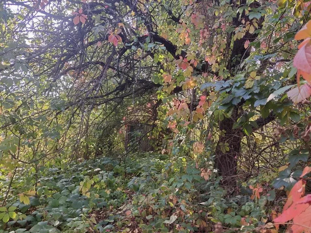 Участок в Нижегородская область, Кстовский муниципальный округ, ... - Фото 1