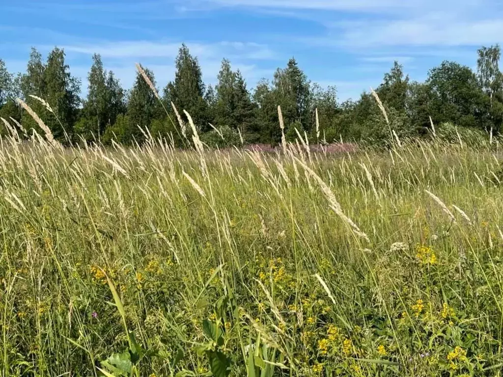 Участок в Ленинградская область, Волосовский район, Бегуницкое с/пос, ... - Фото 2
