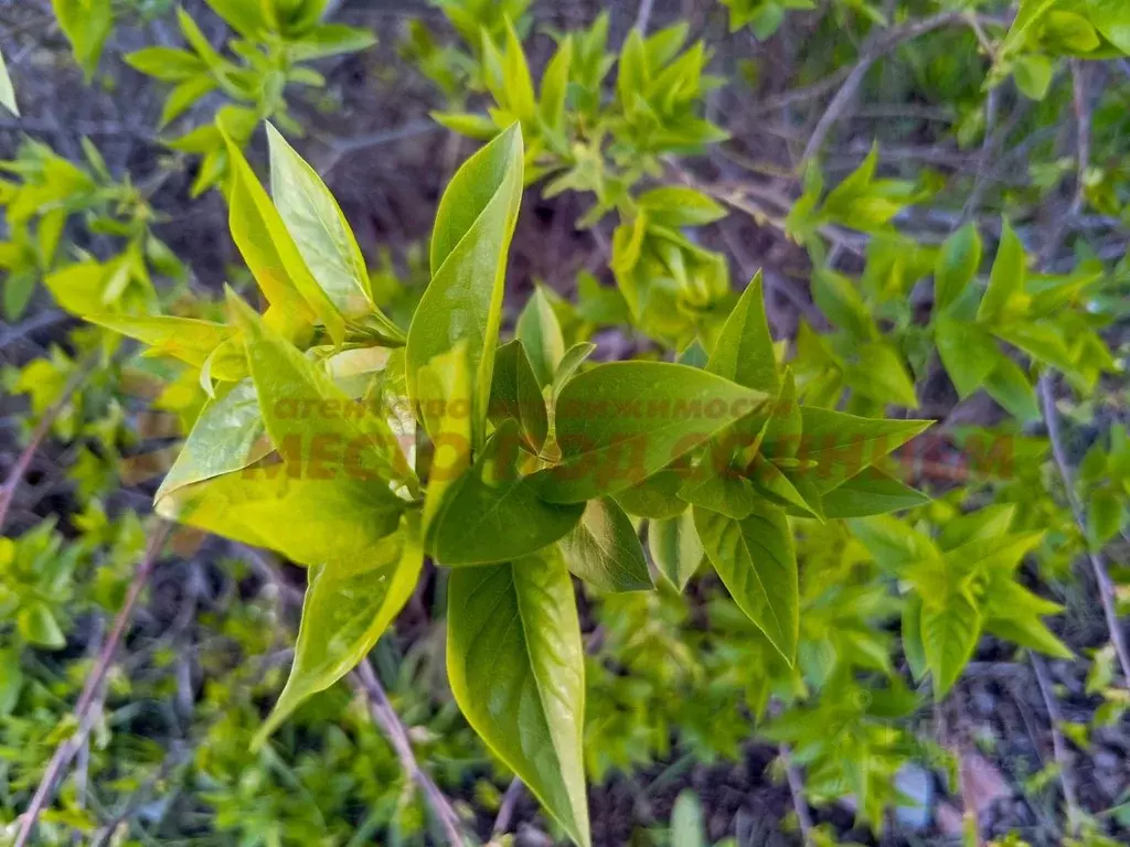 Участок в Краснодарский край, Ейское городское поселение, пос. ... - Фото 2