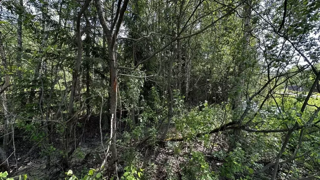 Участок в Московская область, Раменский городской округ, Гжельский лес ... - Фото 1