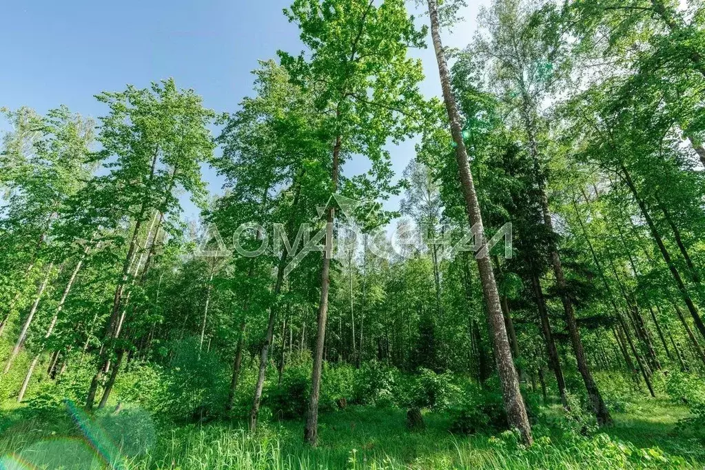 Участок в Москва д. Романцево,  (400.0 сот.) - Фото 2