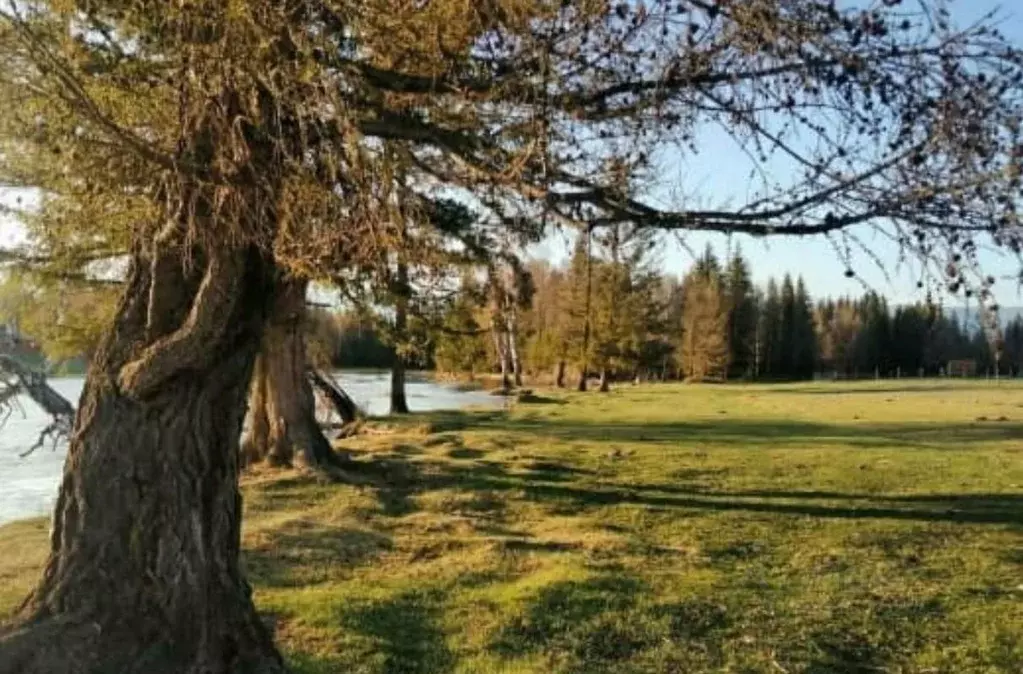 Дом в Алтай, Усть-Коксинский район, с. Верх-Уймон  (65 м) - Фото 1