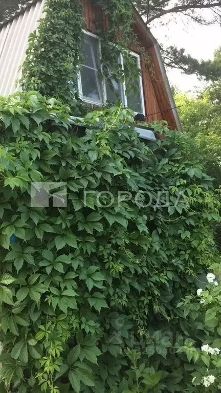 Дом в Новосибирская область, Новосибирск Пион садовое товарищество, ... - Фото 1