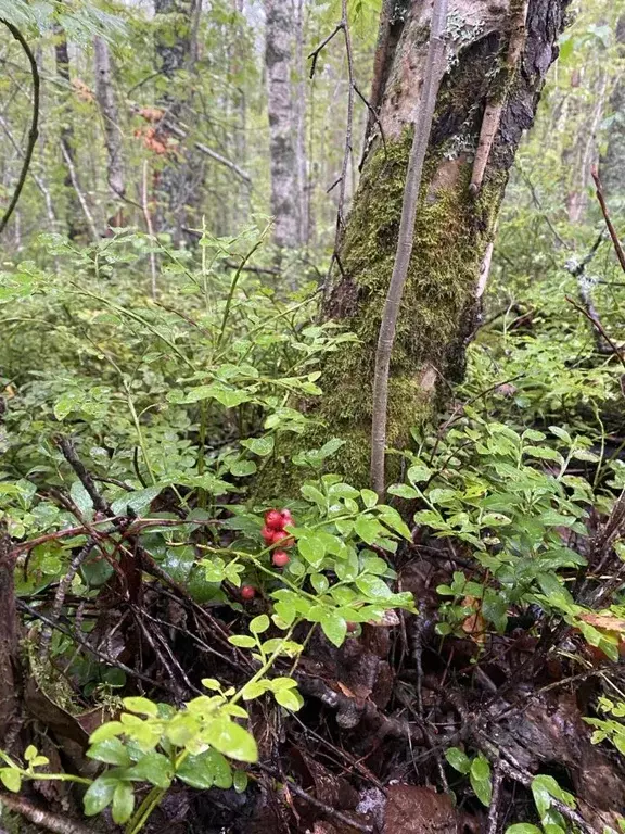 Участок в Ленинградская область, Выборгский район, Полянское с/пос, ... - Фото 2