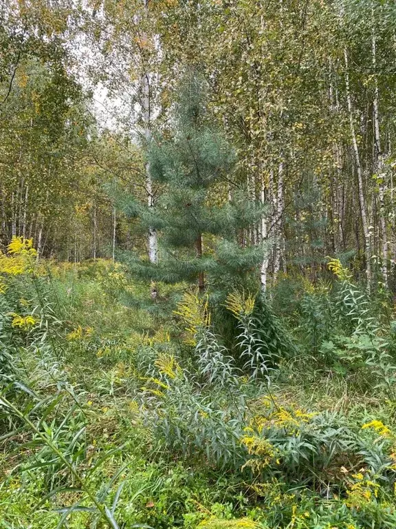 Участок в Нижегородская область, Богородский муниципальный округ, д. ... - Фото 1