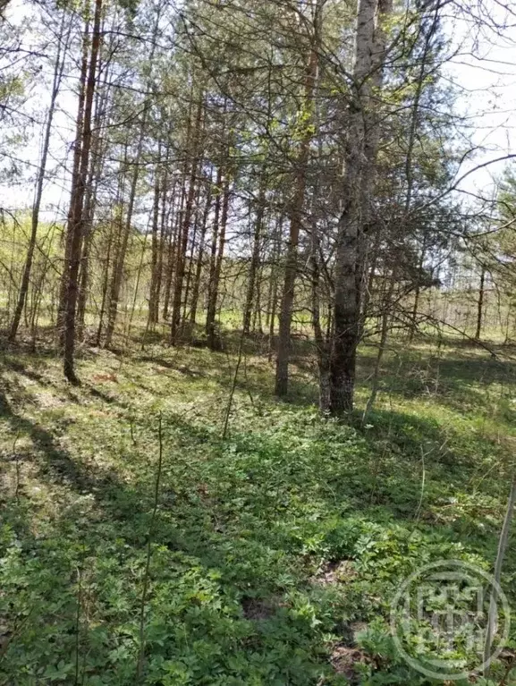 Участок в Ленинградская область, Лужский район, Заклинское с/пос, д. ... - Фото 2