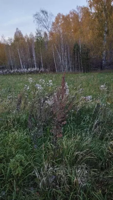 Участок в Красноярский край, Красноярск городской округ, пос. Минино ... - Фото 2