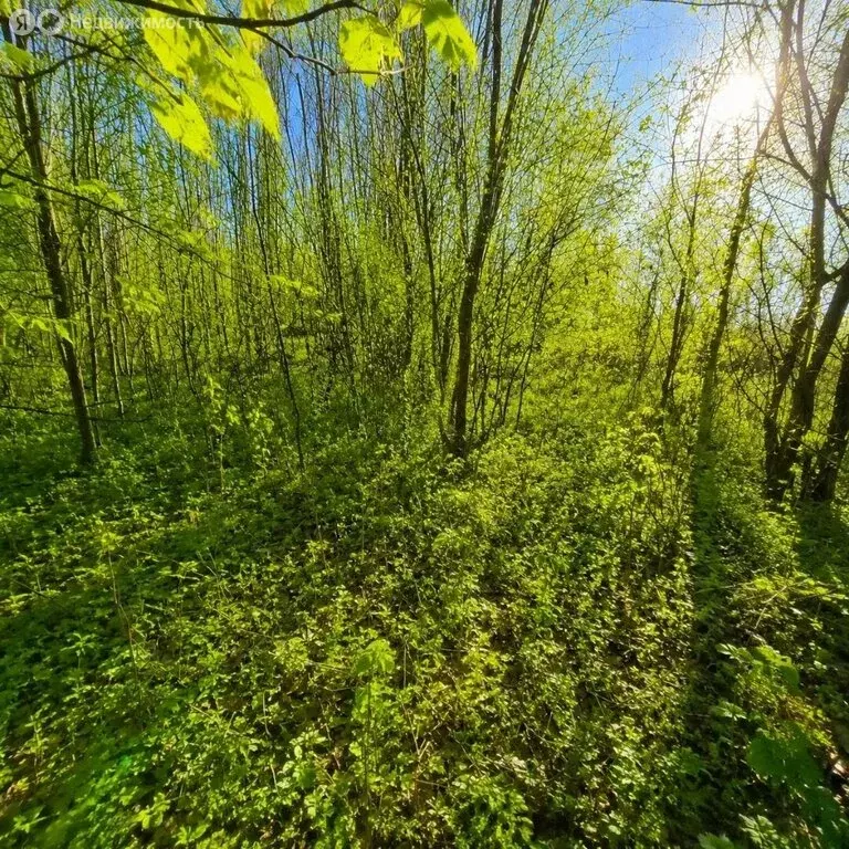 Участок в деревня Кожевенное, Восточная улица, 11 (15 м) - Фото 2