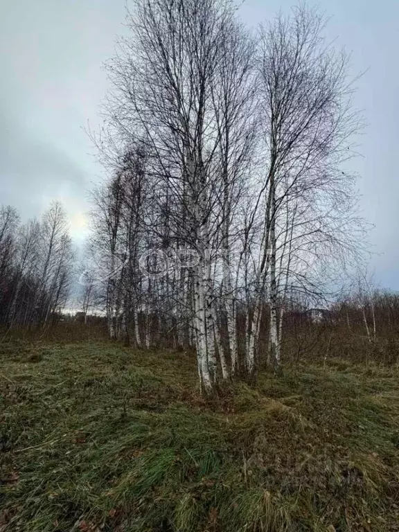 Участок в Тюменская область, Нижнетавдинский район, Сочинское ДНТ ул. ... - Фото 1