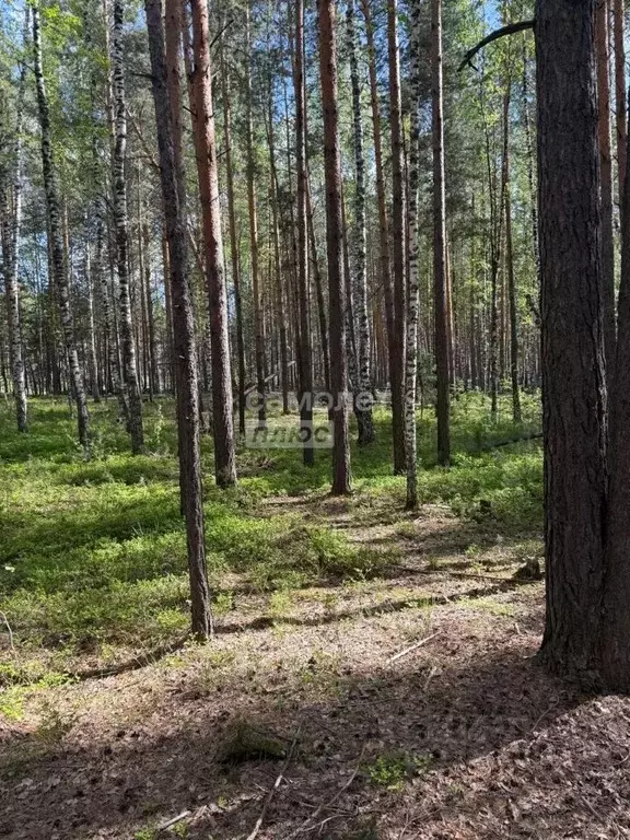 Участок в Томская область, Шегарский район, д. Оськино ул. Майская ... - Фото 1