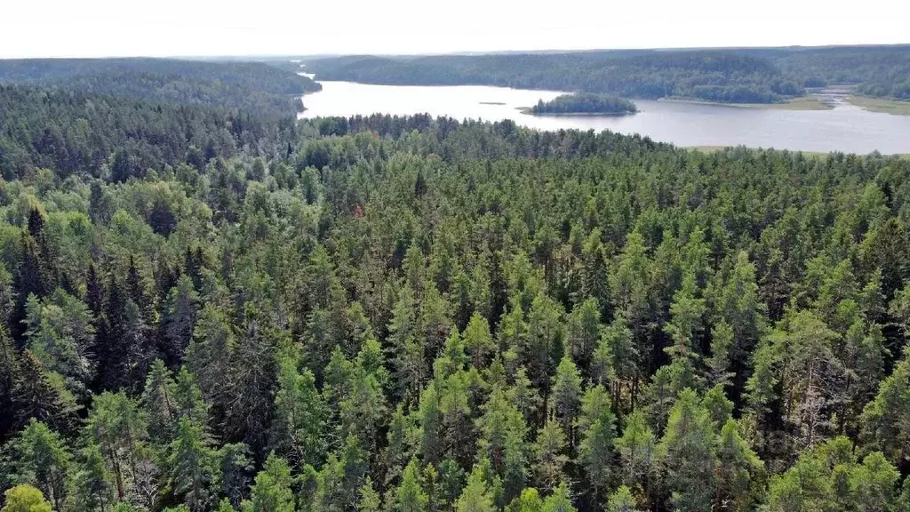 Участок в Карелия, Лахденпохский муниципальный округ, Нурмикко СНТ  ... - Фото 1
