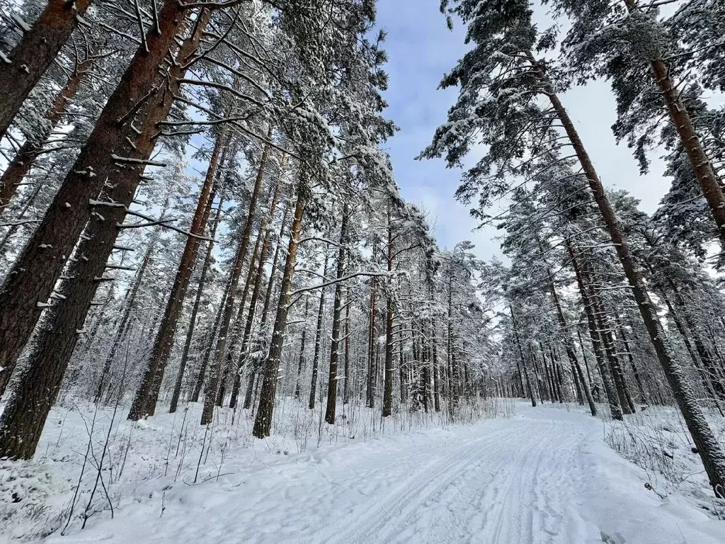 Участок в Ленинградская область, Выборгский район, Полянское с/пос, ... - Фото 1