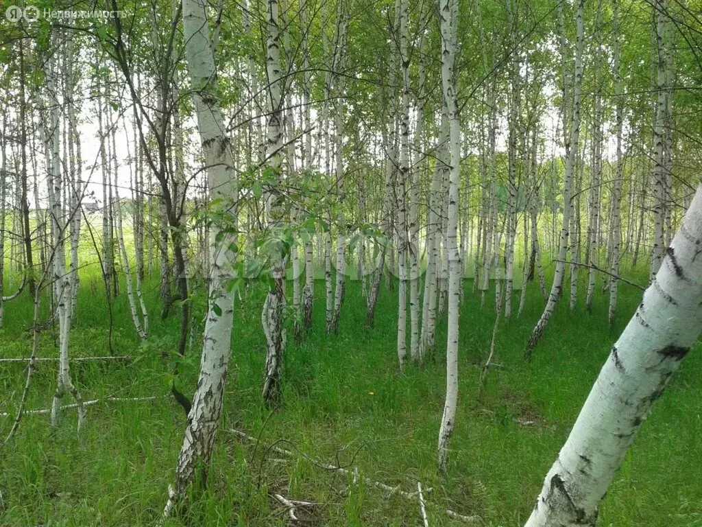 Участок в Барлакский сельсовет (117.22 м) - Фото 1