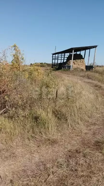 Участок в Саратовская область, Самойловский район, Святославское ... - Фото 1