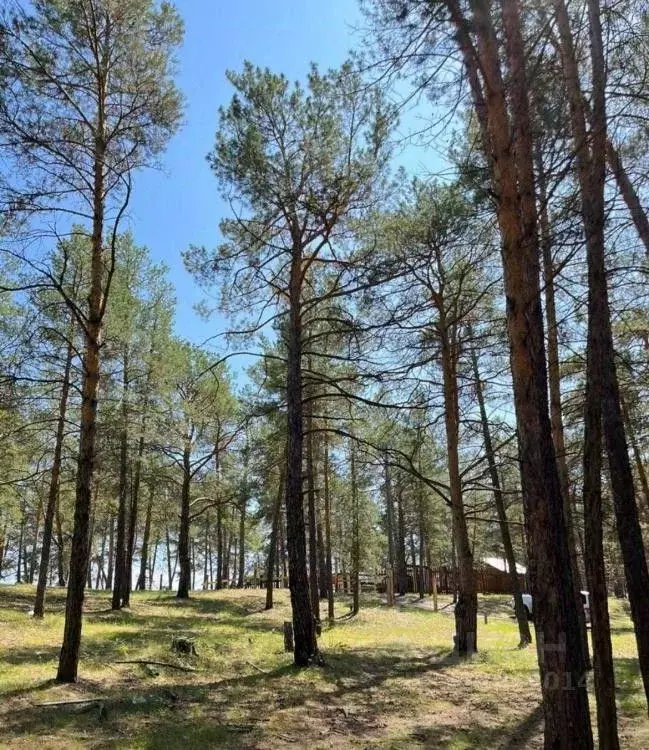 Участок в Саха (Якутия), Якутск Баал Заимката тер., ул. Сайдыы (10.0 ... - Фото 2