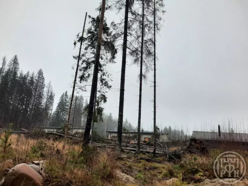 Участок в Ленинградская область, Сертолово Всеволожский район, Медное ... - Фото 2