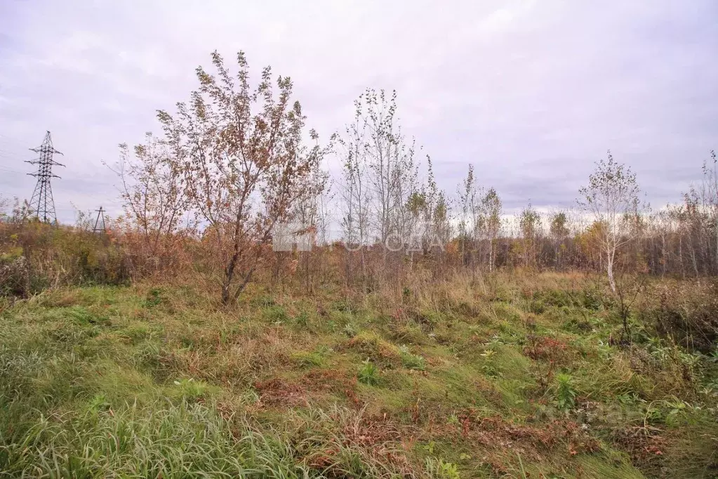 Участок в Алтайский край, Павловский район, пос. Комсомольский  (8.13 ... - Фото 2