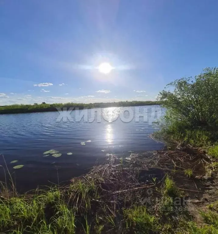 Участок в Новосибирская область, Колыванский район, Авиастроитель СНТ ... - Фото 1
