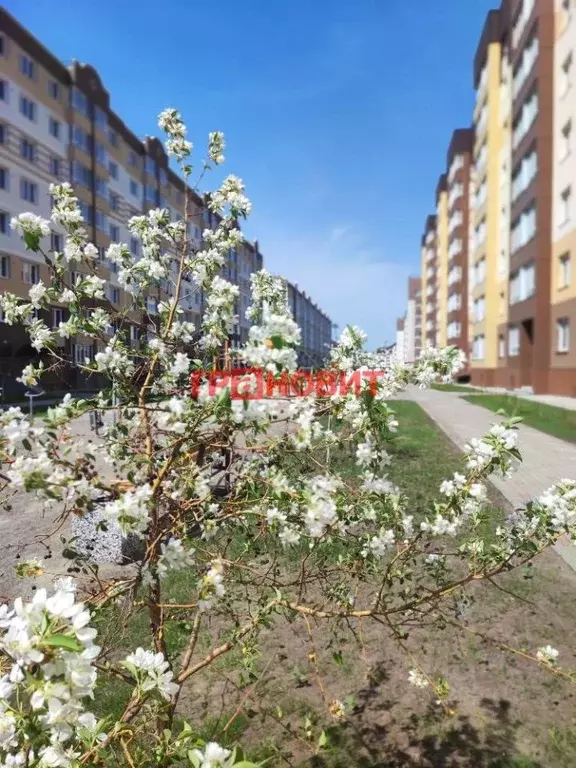3-к кв. Новосибирская область, Новосибирский район, Мичуринский ... - Фото 0