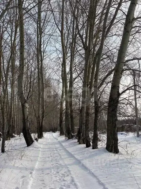 Участок в Новосибирская область, Искитимский район, Мичуринский ... - Фото 1