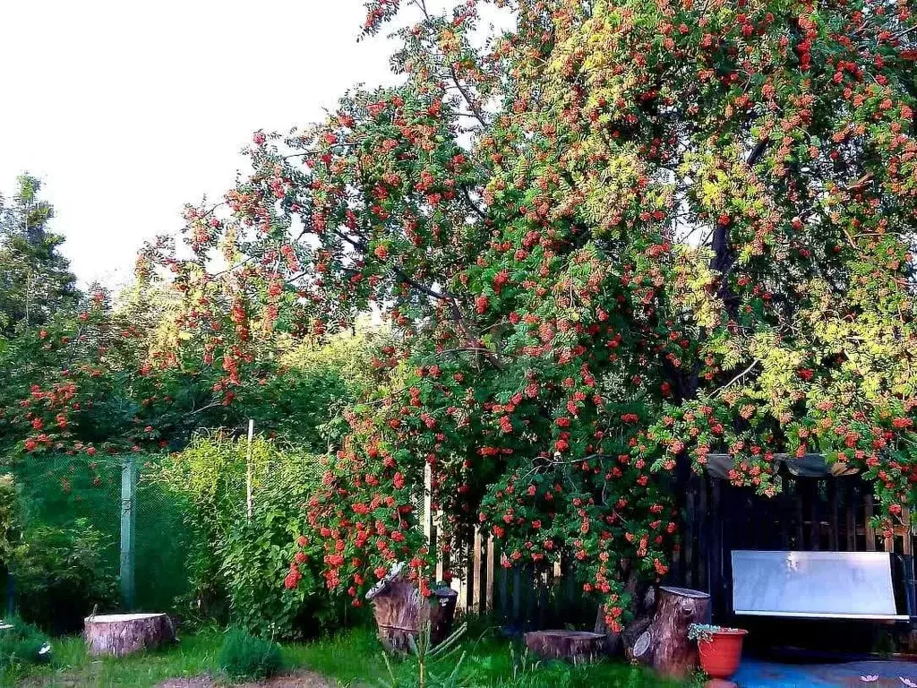Дом в Новоомское сельское поселение, СНТ Шинник (20 м) - Фото 0