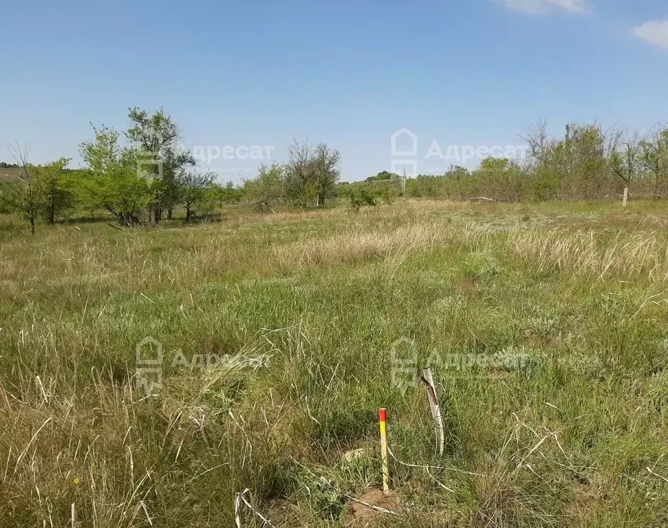 Участок в Волгоградская область, Городищенский район, Царицынское ... - Фото 2