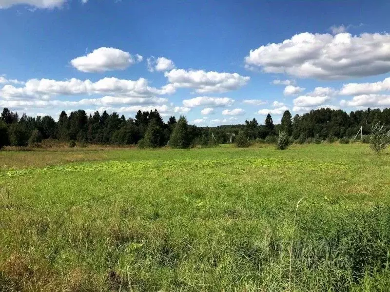 Участок в районе можайска. Участок земли. Опушка леса. Опушка деревни. Земля с Лесной опушки.