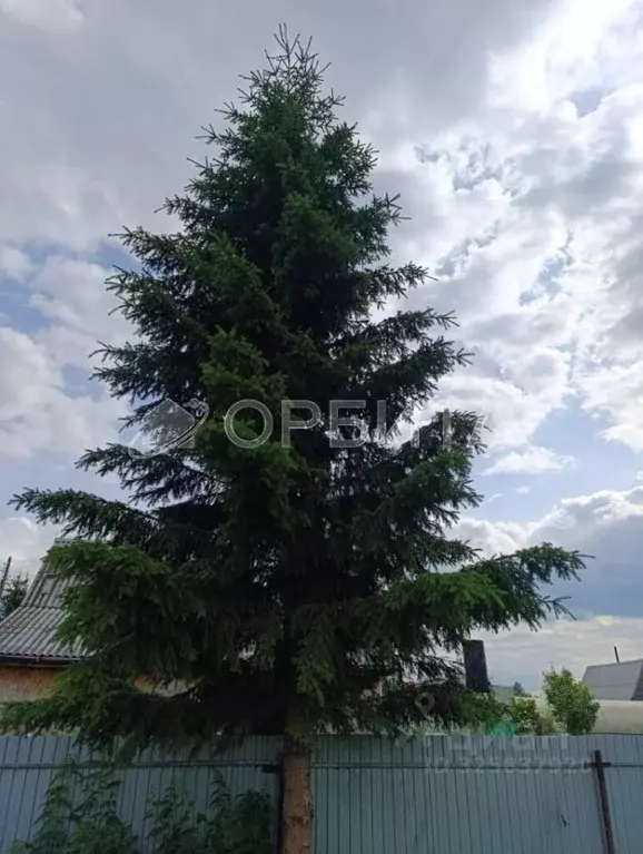 Участок в Тюменская область, Нижнетавдинский муниципальный округ, ... - Фото 1