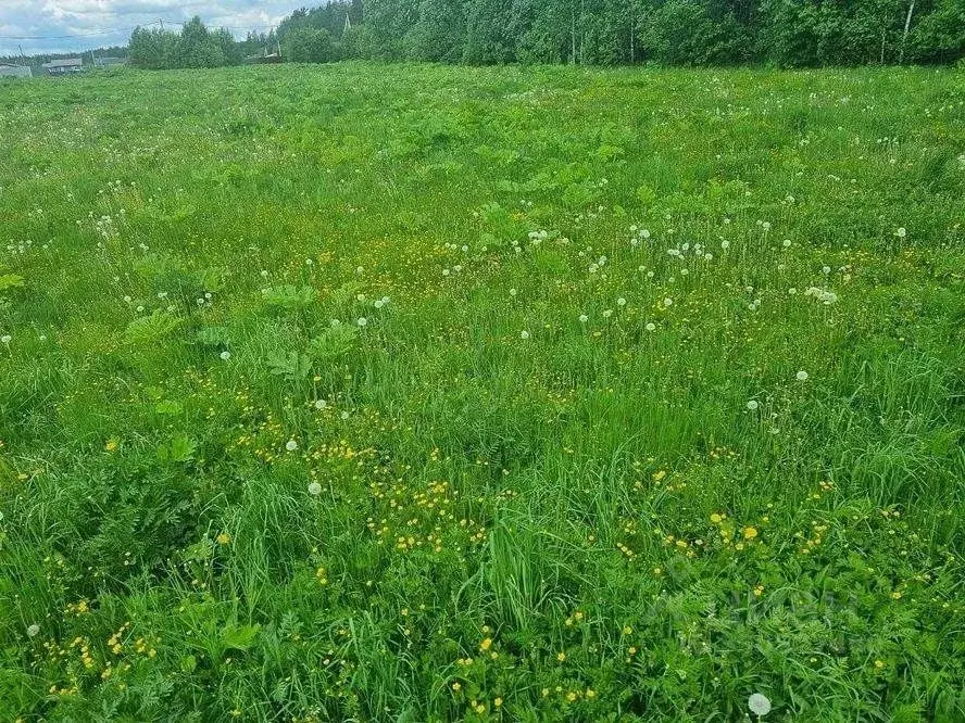 Участок в Московская область, Щелково городской округ, Лесной кв-л ул. ... - Фото 1